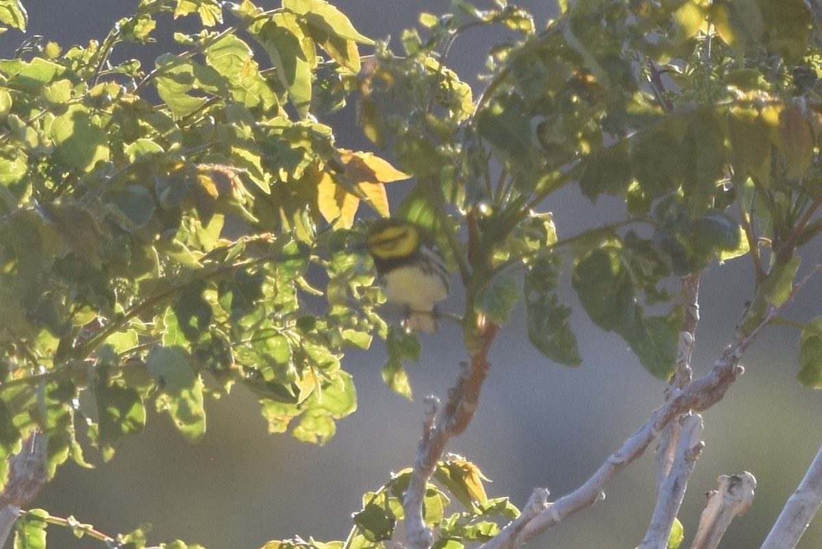 Black-throated Green Warbler - ML618937775