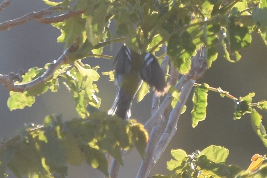 Black-throated Green Warbler - ML618937779