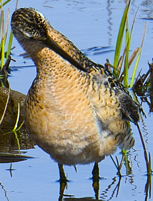 Long-billed Dowitcher - ML618937785