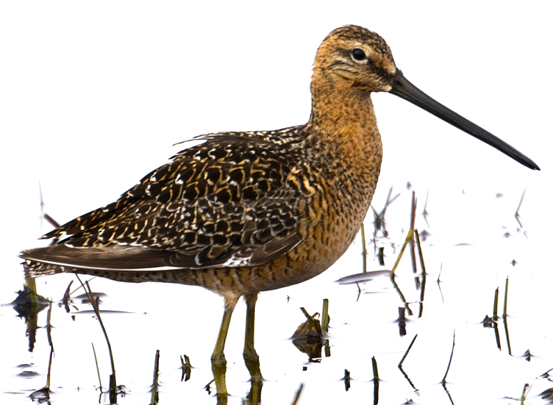Long-billed Dowitcher - ML618937786