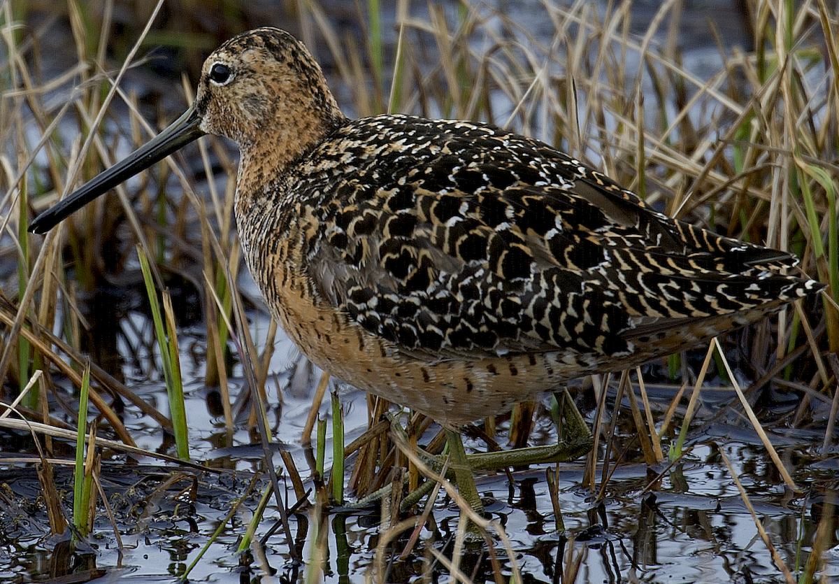 Long-billed Dowitcher - johnny powell