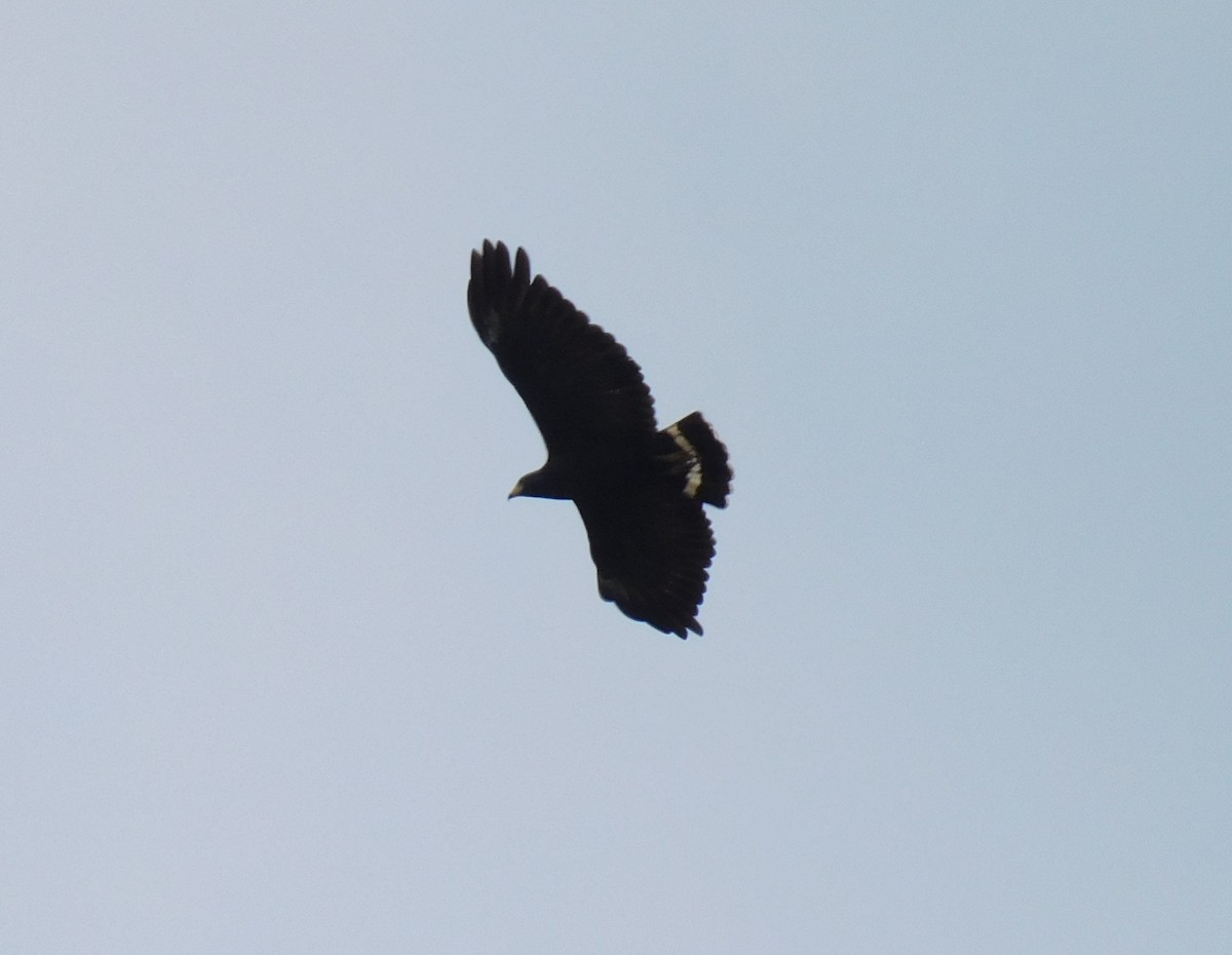 Common Black Hawk (Mangrove) - ML618937792