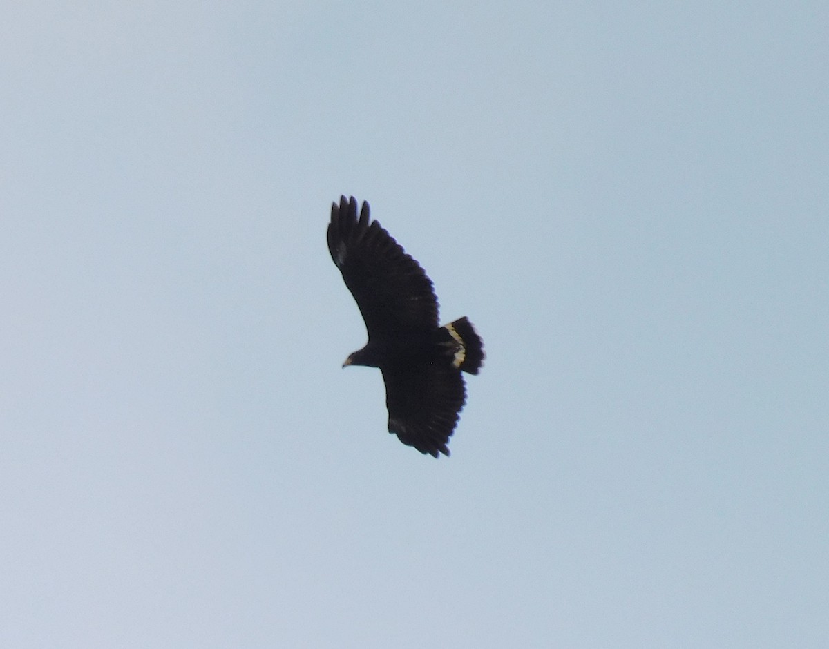 Common Black Hawk (Mangrove) - Luis Manuel Gómez