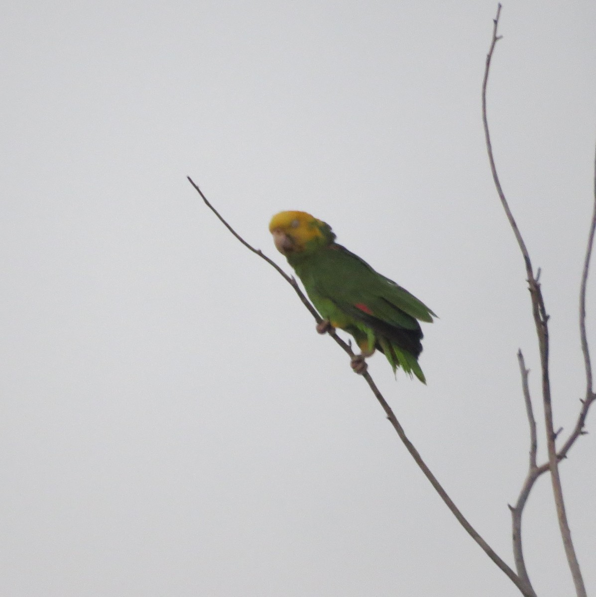 Yellow-headed Parrot - ML618937797