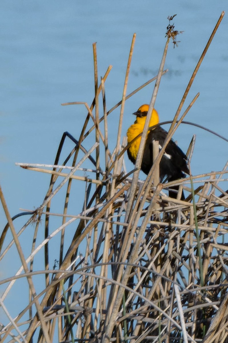 Yellow-headed Blackbird - ML618937800