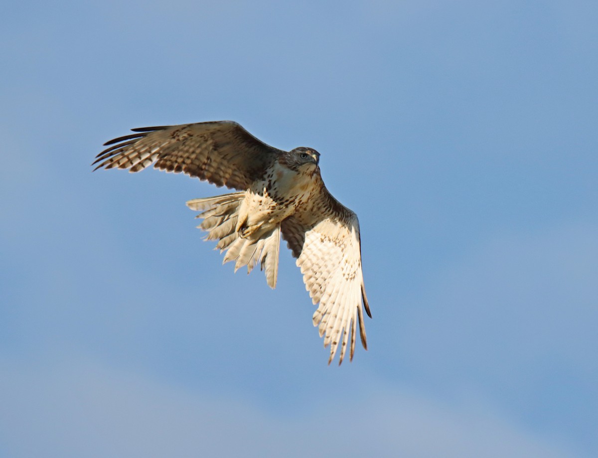 Red-tailed Hawk - ML618937809