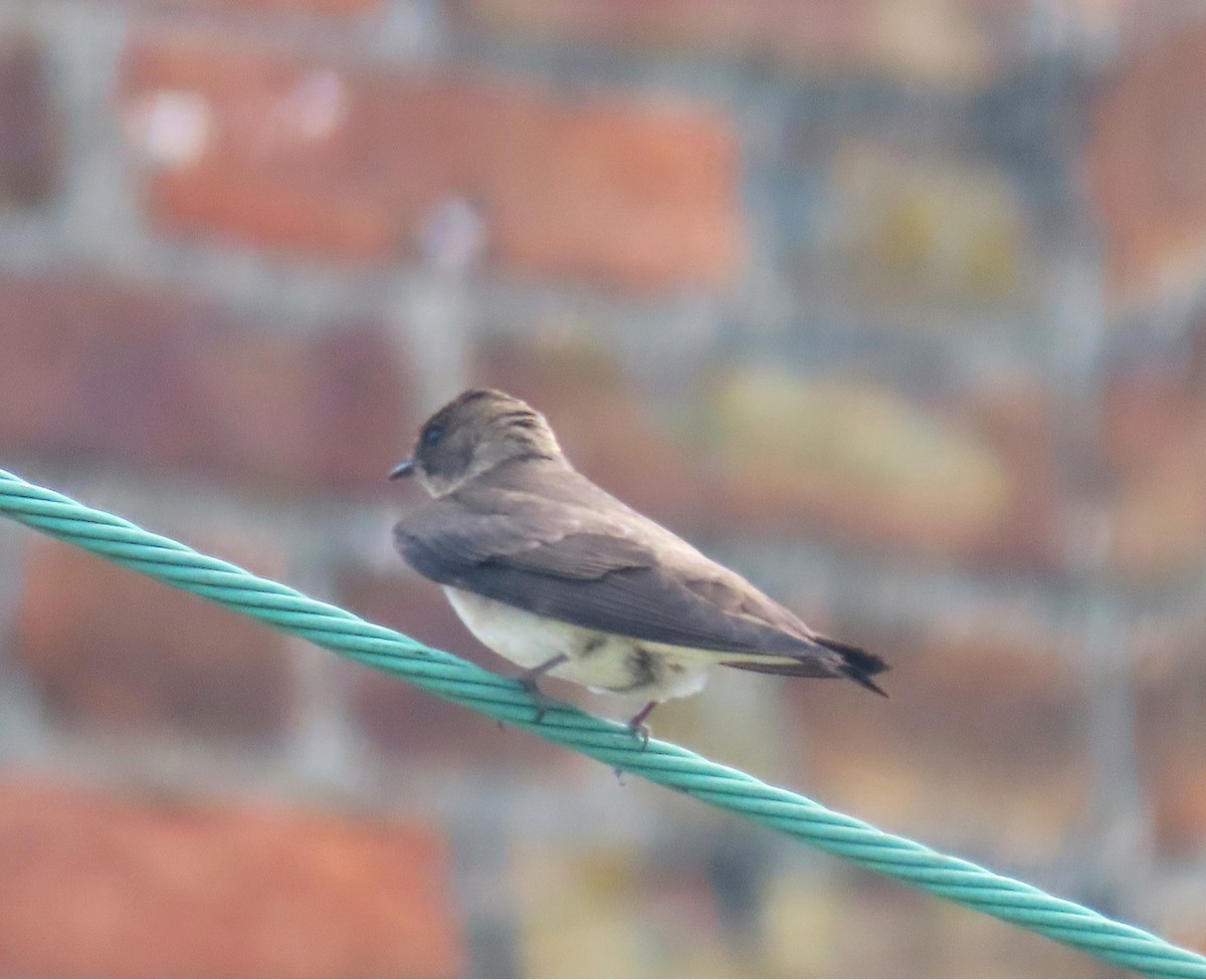 Northern Rough-winged Swallow - ML618937850