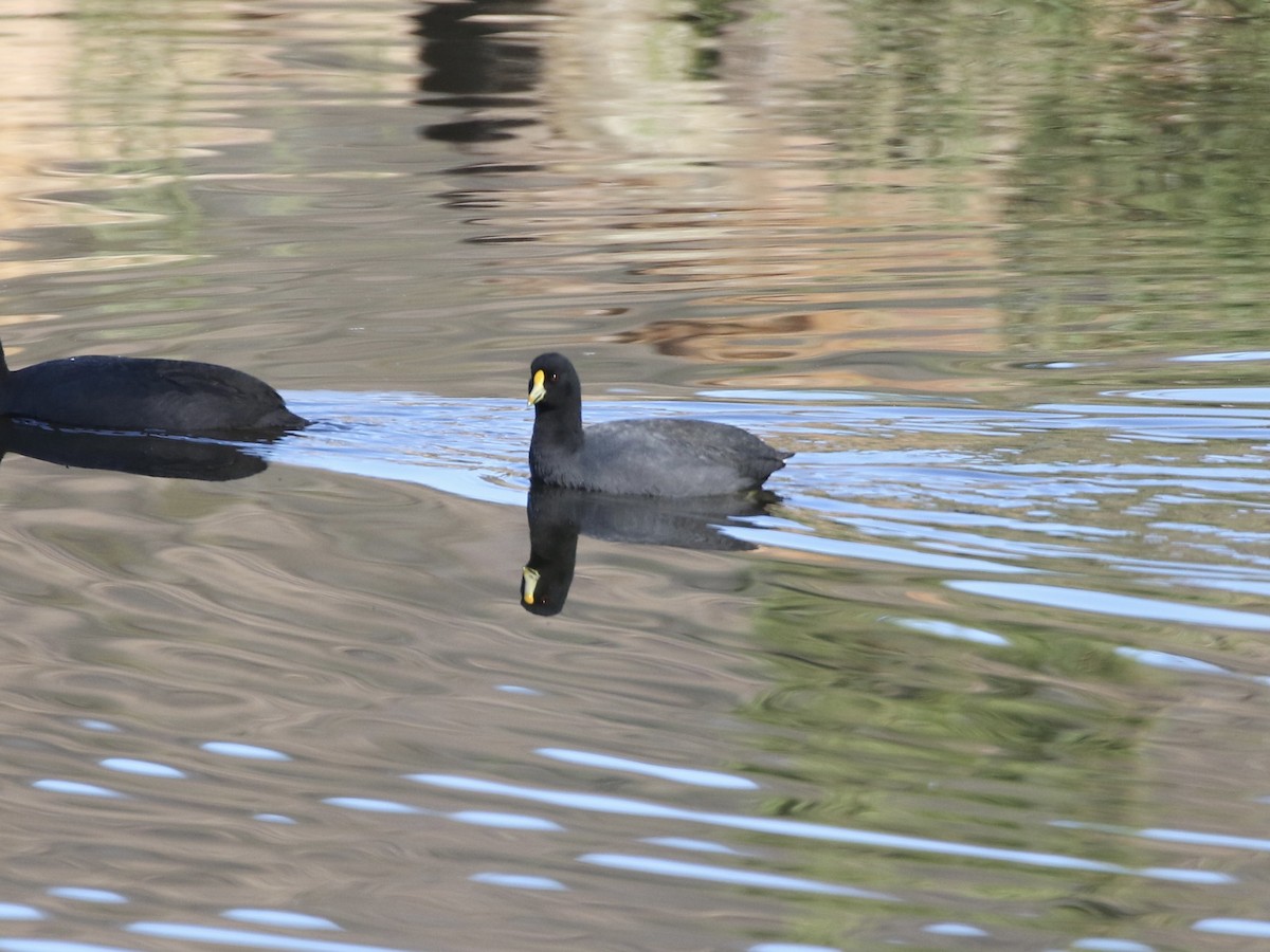 White-winged Coot - ML618937919