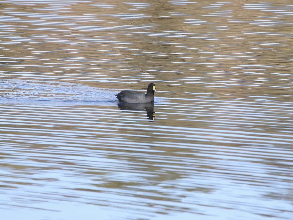 White-winged Coot - ML618937920