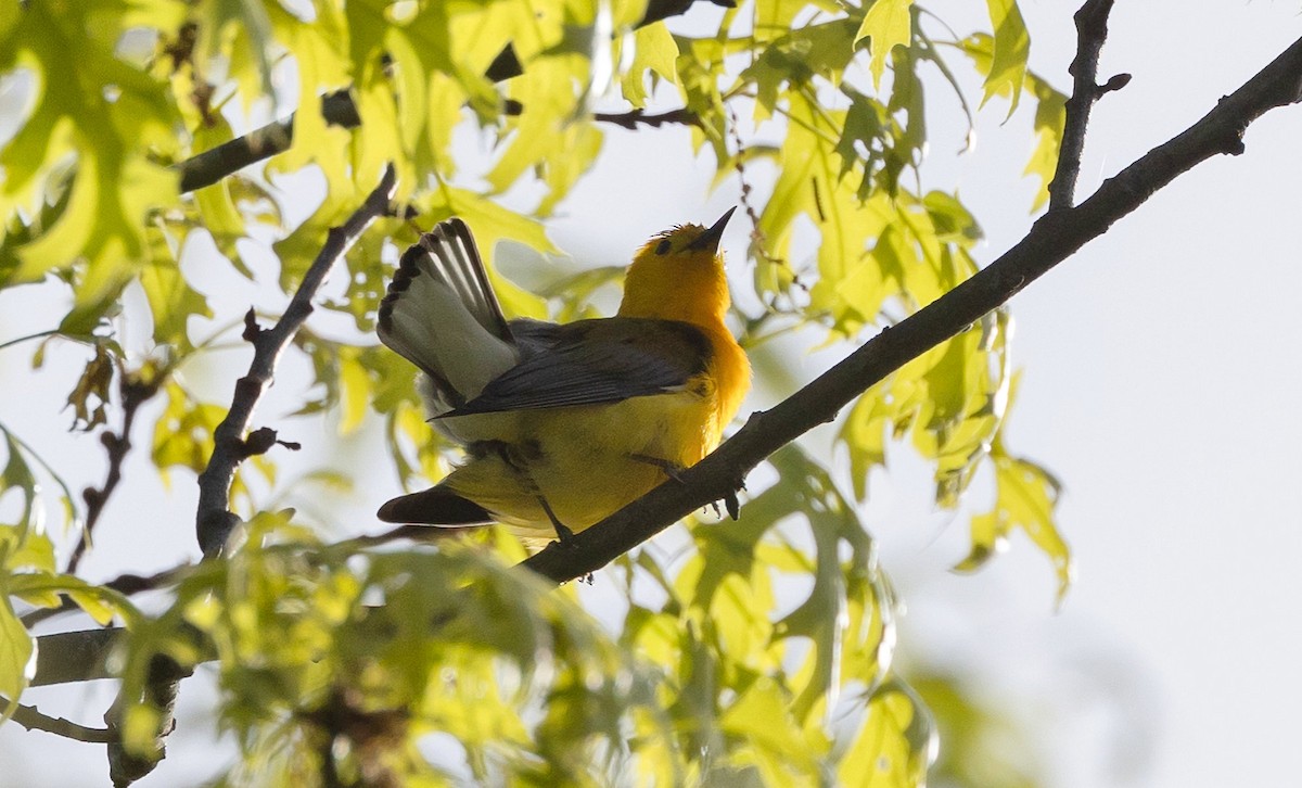 Prothonotary Warbler - ML618937935