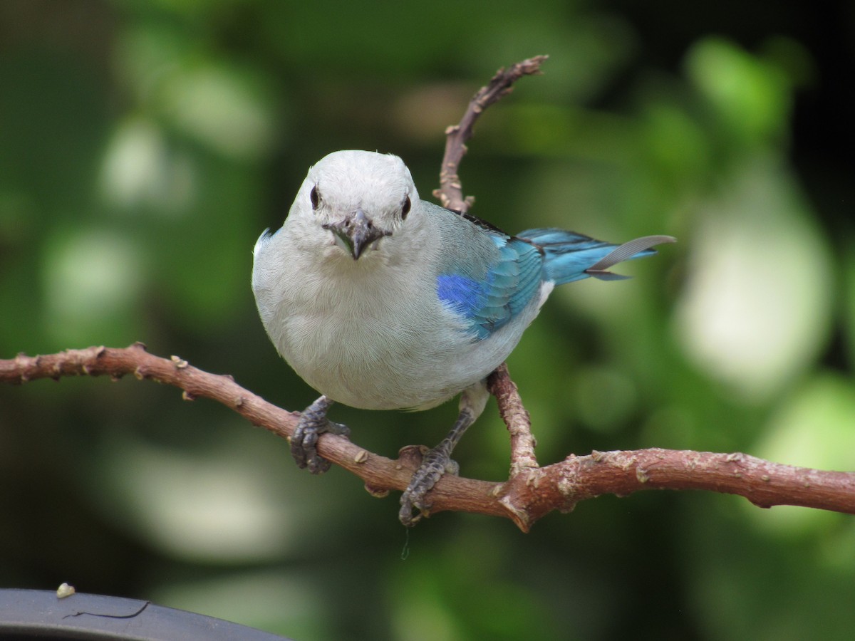 Blue-gray Tanager - ML618937939