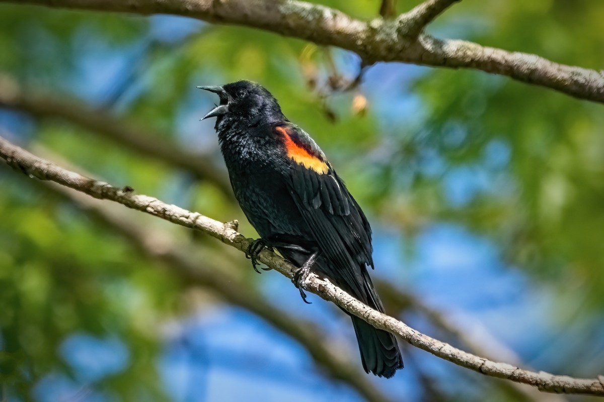 Red-winged Blackbird - Ira Marcus
