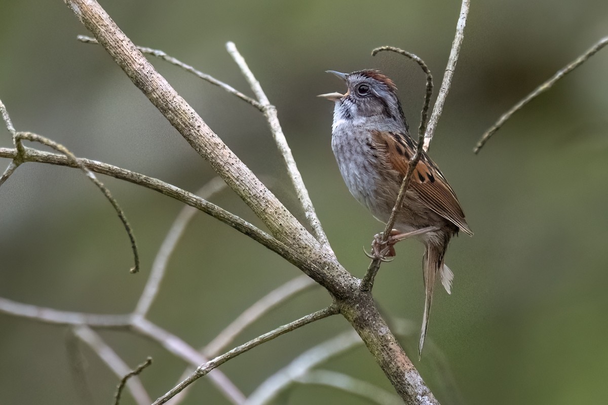 Swamp Sparrow - ML618938052