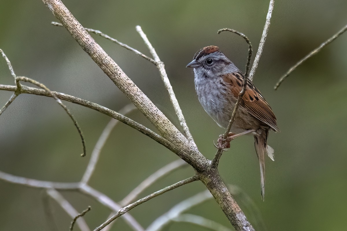 Swamp Sparrow - Sylvie Desmeules