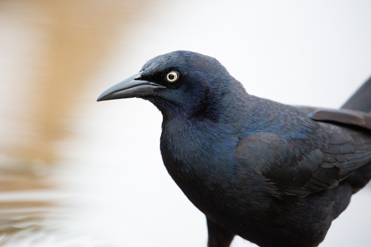 Great-tailed Grackle - ML618938074