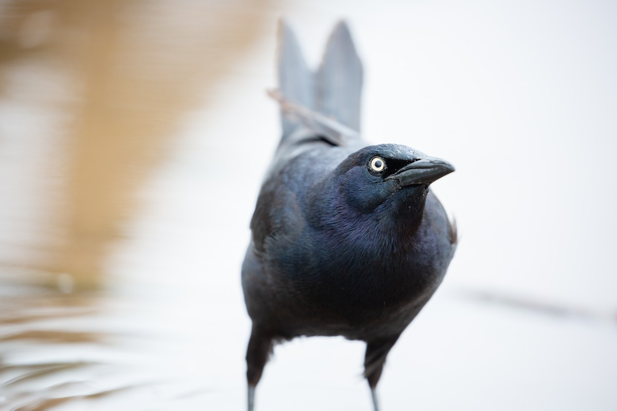 Great-tailed Grackle - ML618938075