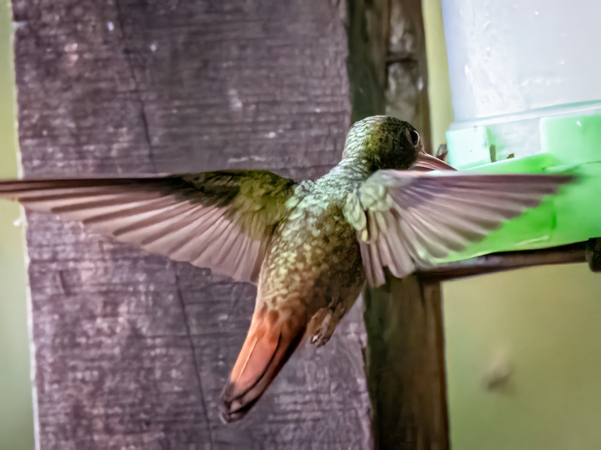 Rufous-tailed Hummingbird - Steven Lasley