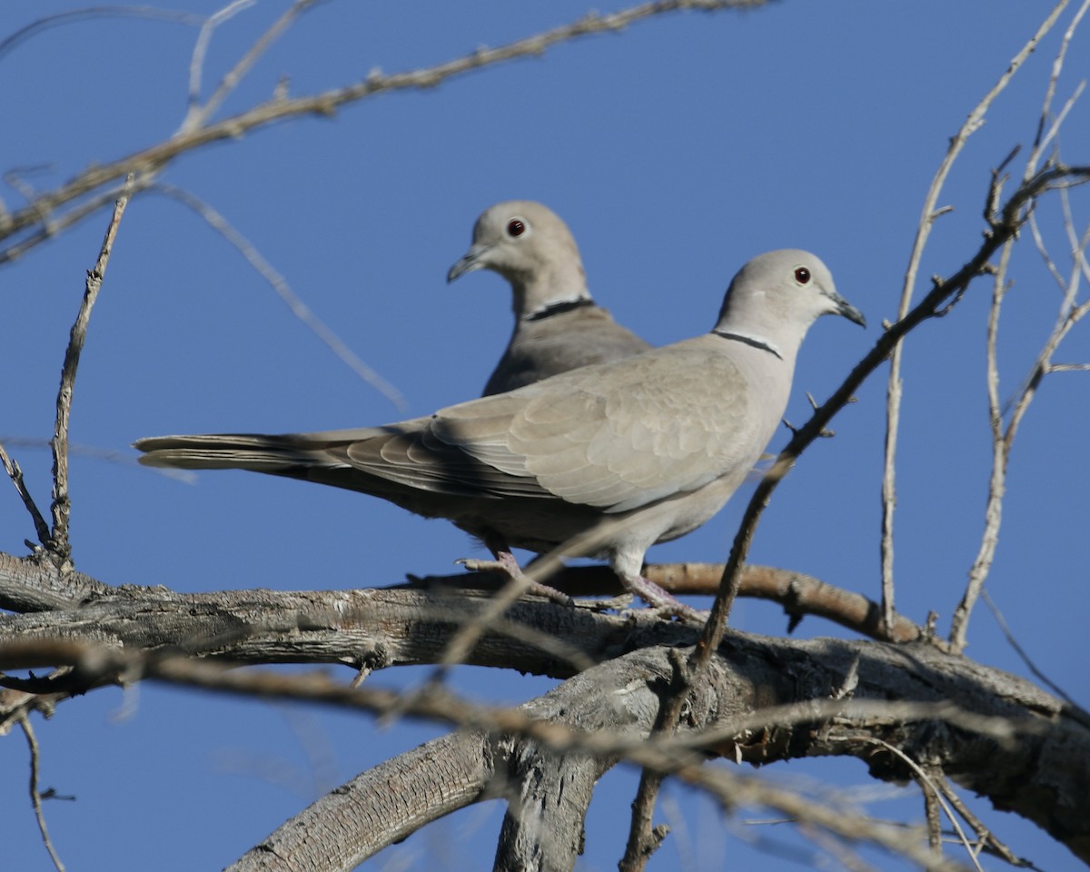 Eurasian Collared-Dove - ML618938110
