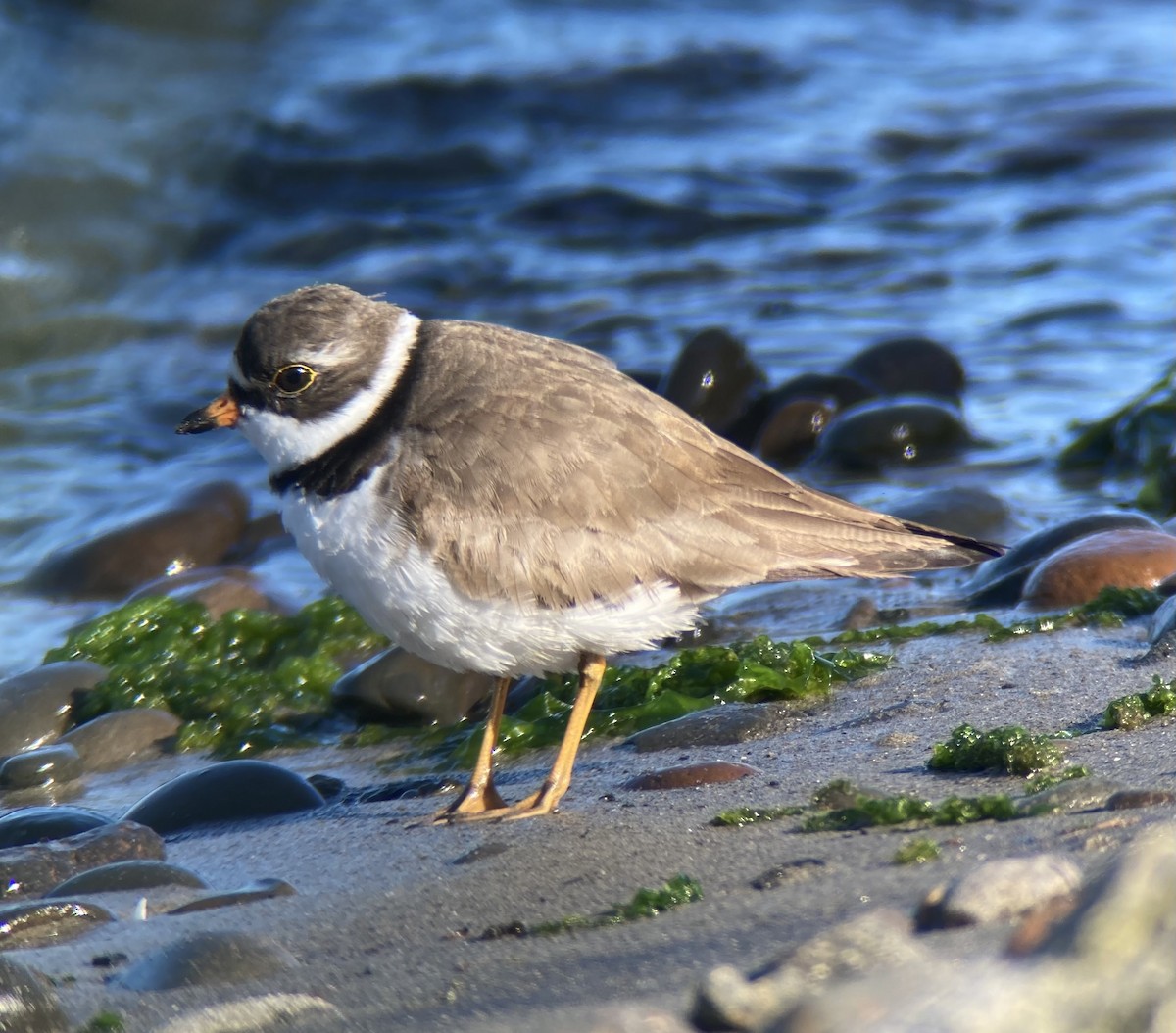 Semipalmated Plover - E.G. Horvath