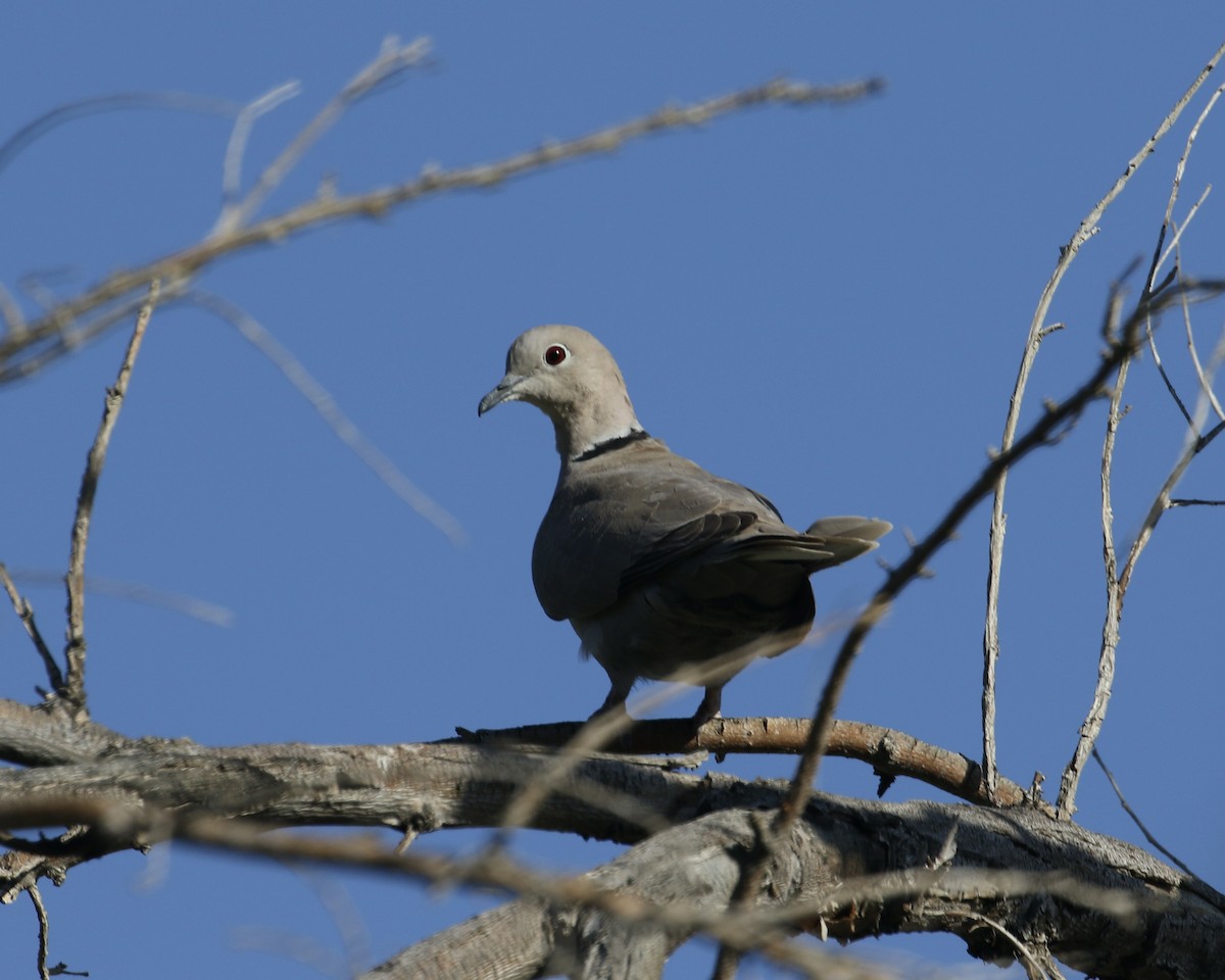Eurasian Collared-Dove - ML618938121