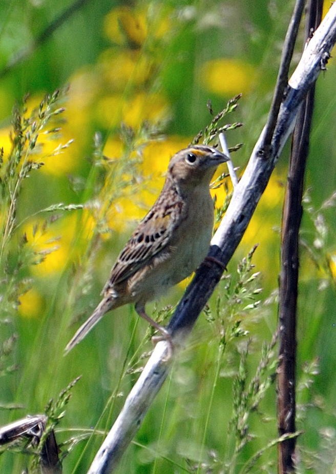Grasshopper Sparrow - Marion Miller