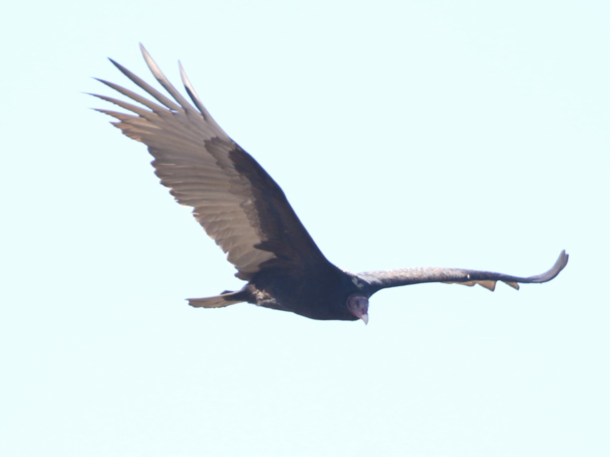 Turkey Vulture - Aaron David