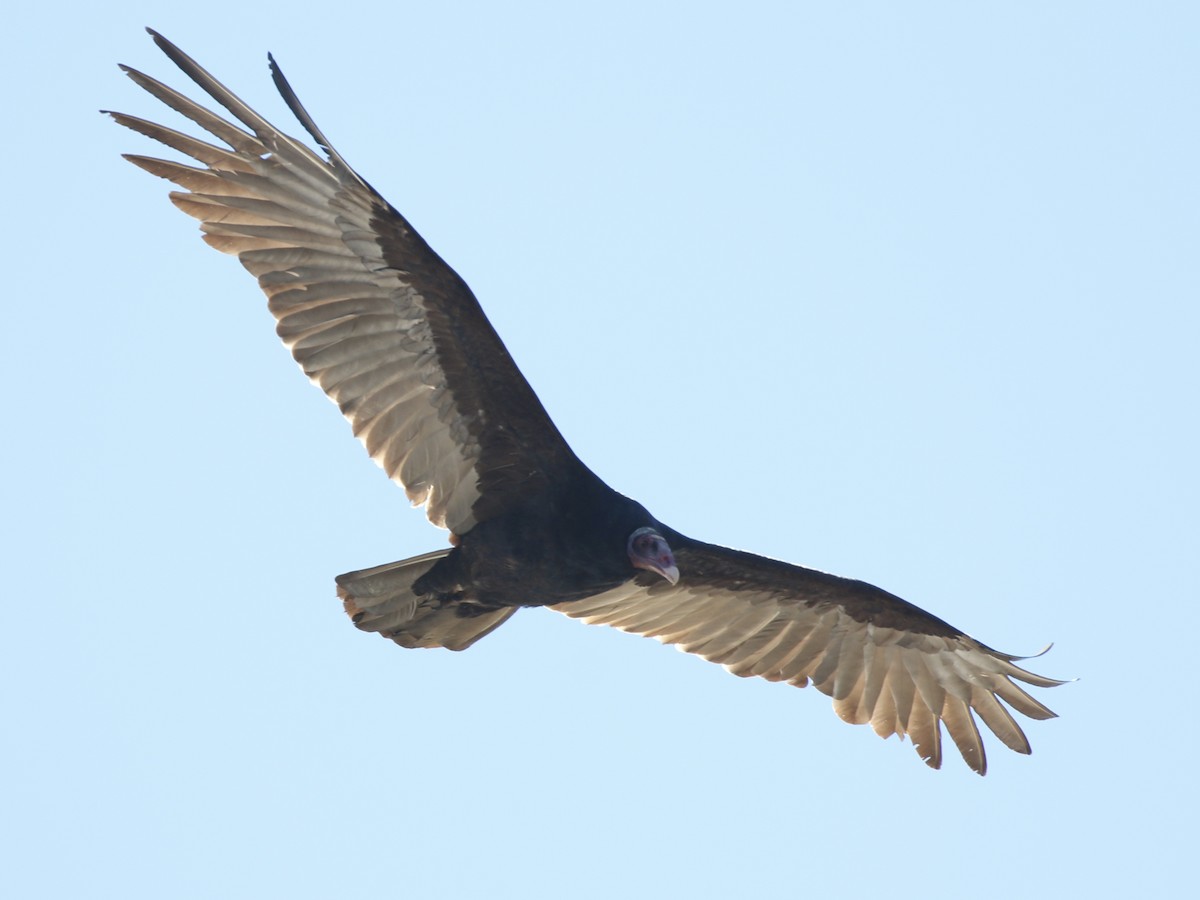 Turkey Vulture - Aaron David