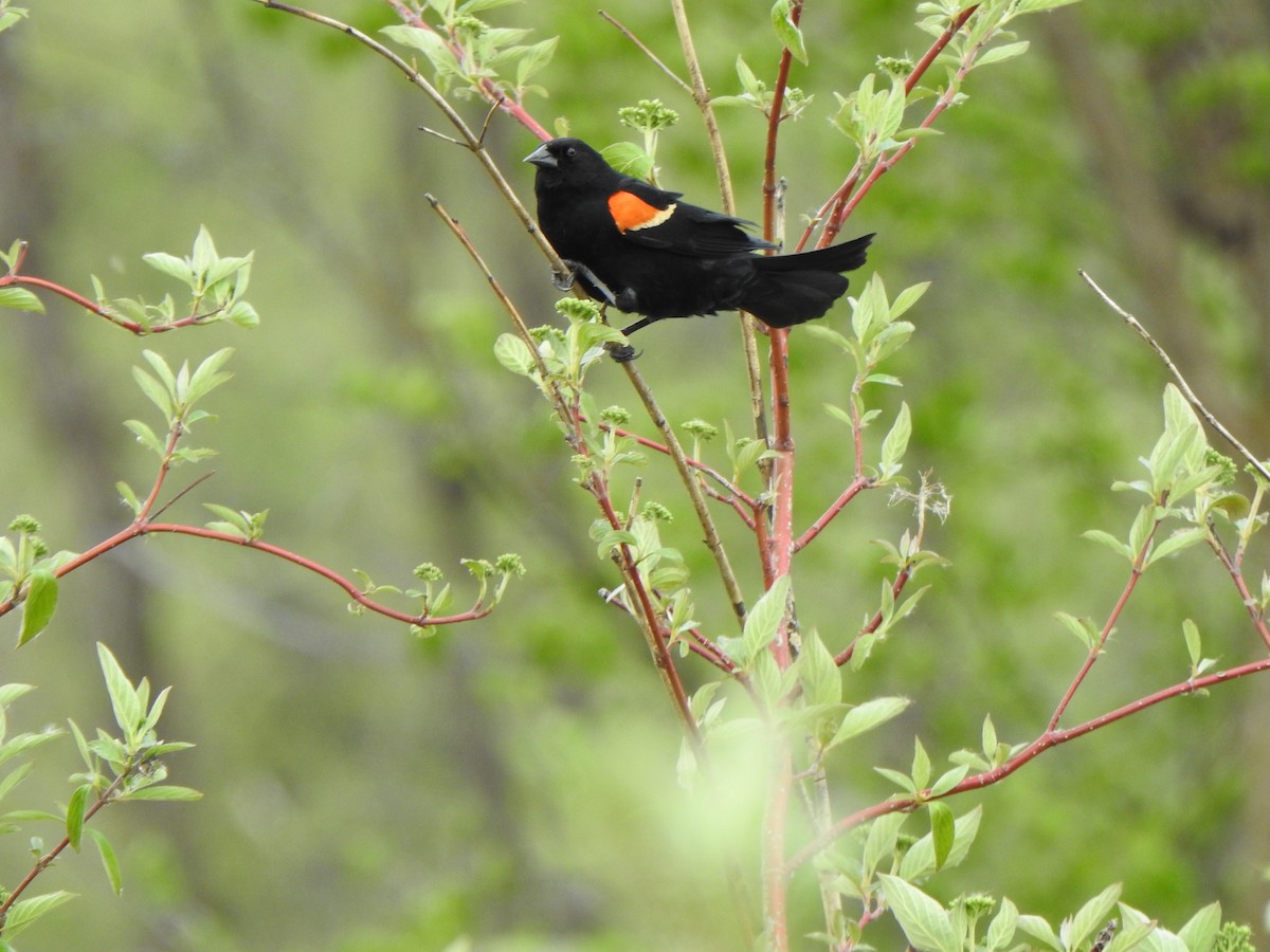 Red-winged Blackbird (Red-winged) - Liren Varghese