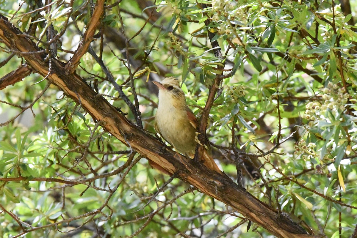 Creamy-crested Spinetail - ML618938194