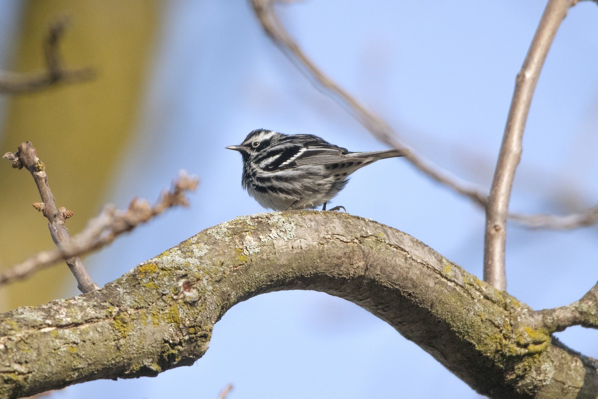 Black-and-white Warbler - ML618938199