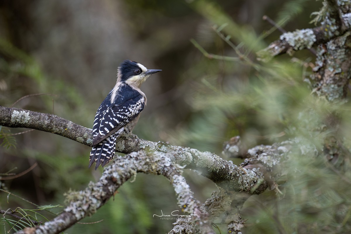 White-fronted Woodpecker - ML618938201