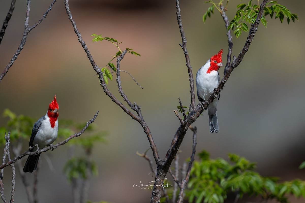 Red-crested Cardinal - ML618938255