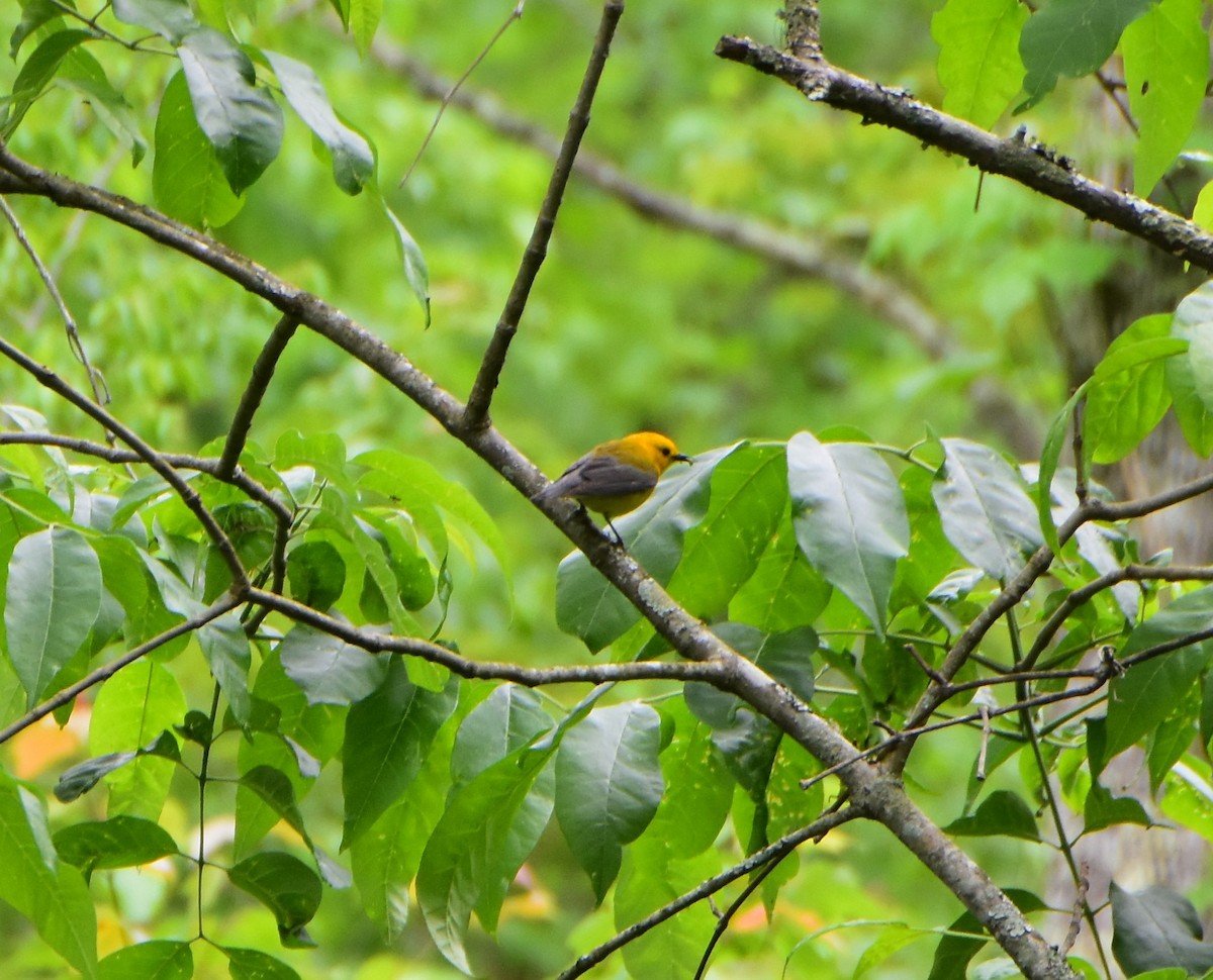 Prothonotary Warbler - ML618938269