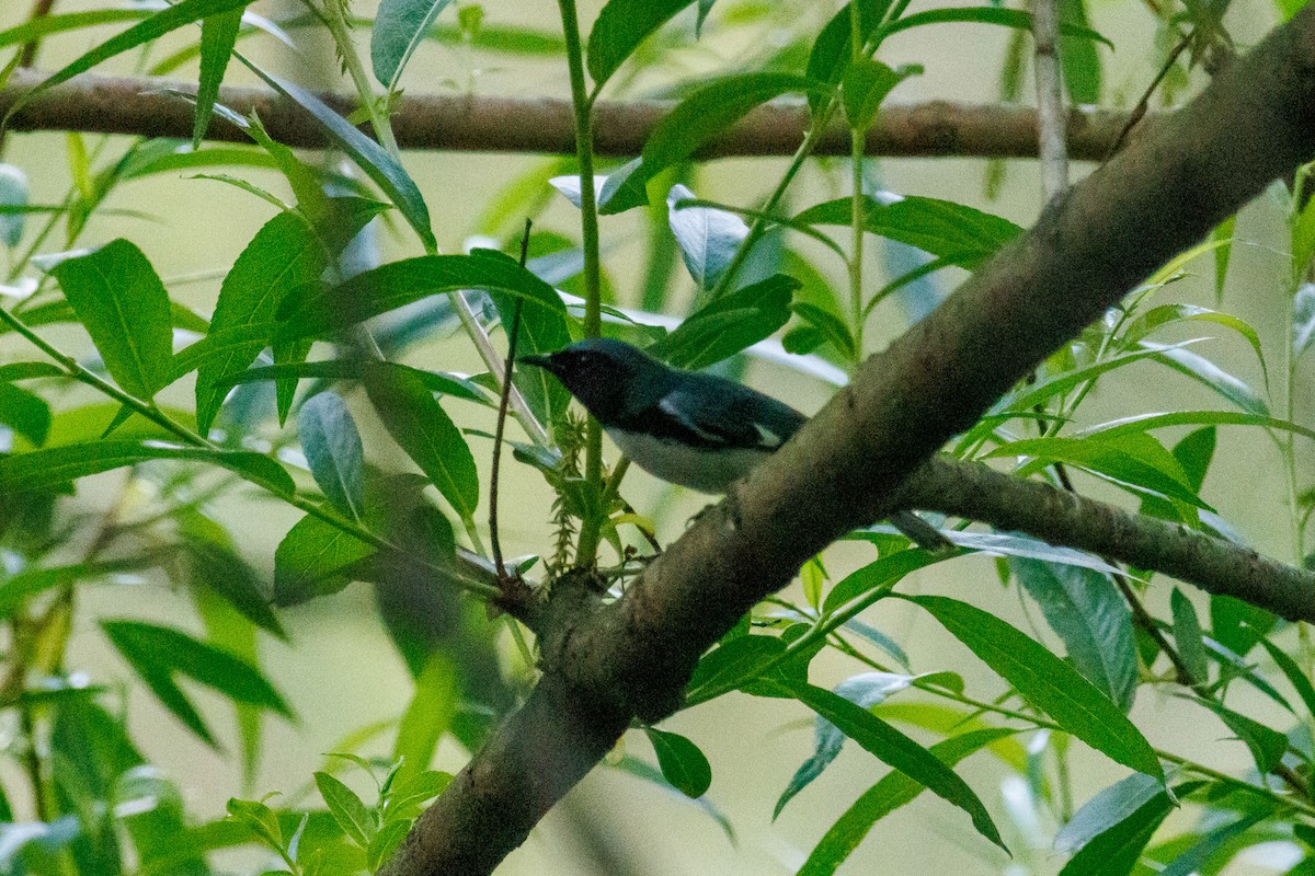 Black-throated Blue Warbler - ML618938293