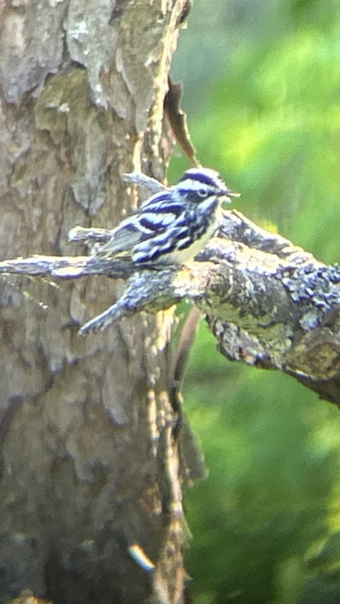 Black-and-white Warbler - ML618938306