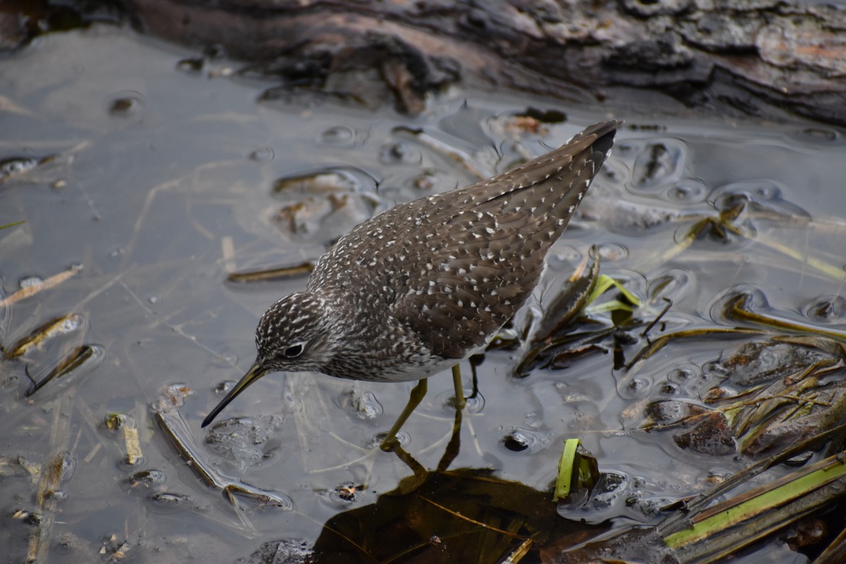 Solitary Sandpiper - Caitlyn Oliver Brown