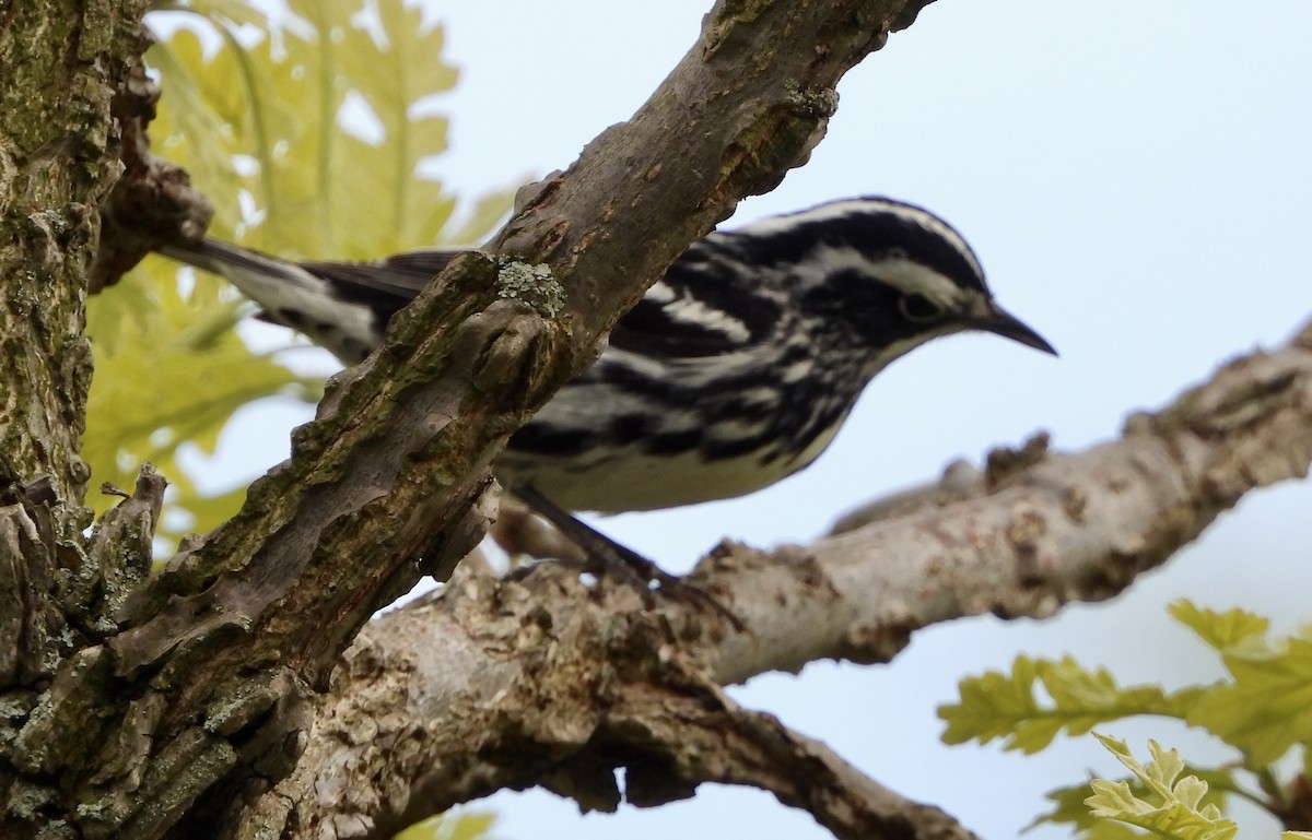 Black-and-white Warbler - ML618938322