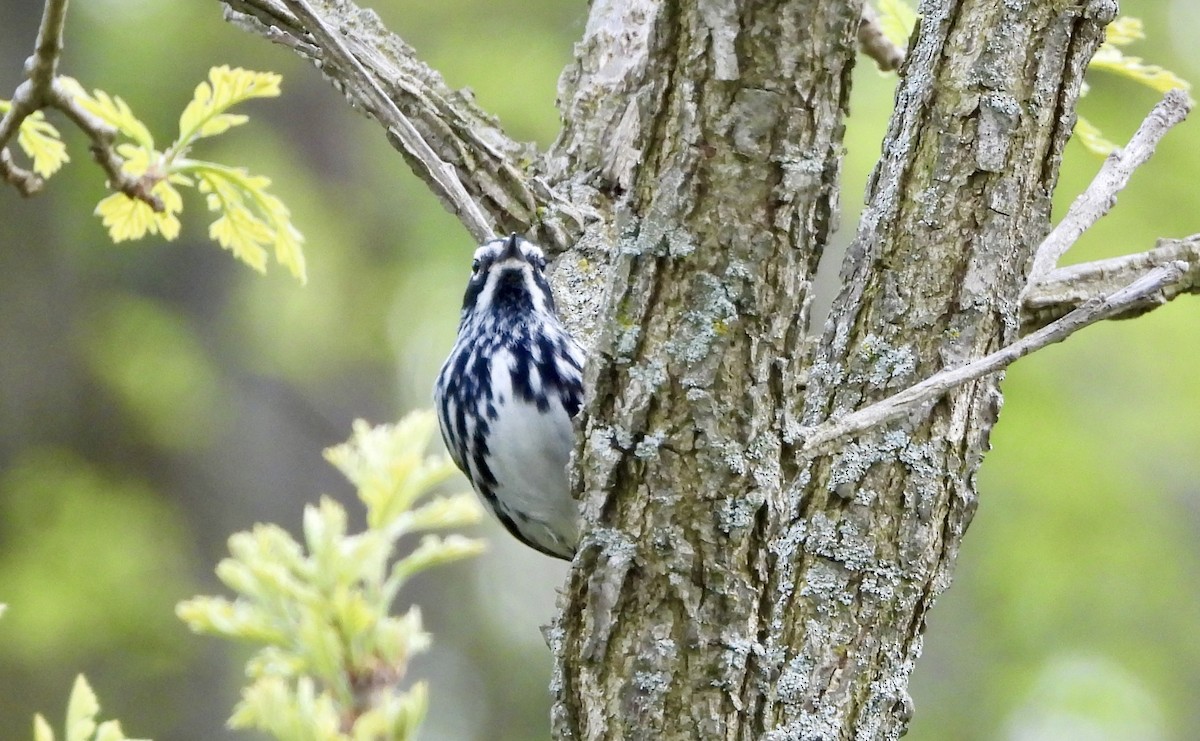 Black-and-white Warbler - Carolyn Lueck