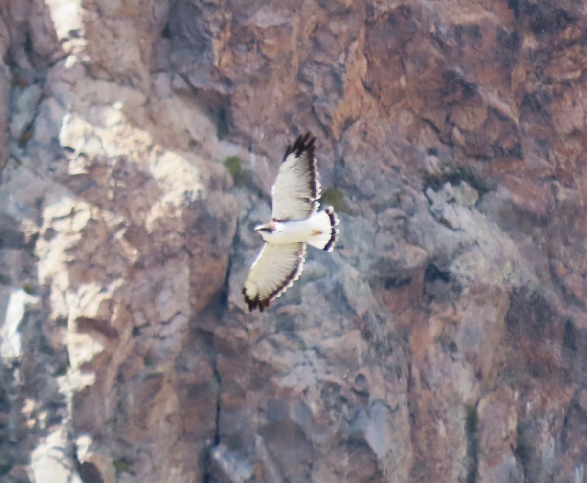 Variable Hawk (Red-backed) - ML618938333