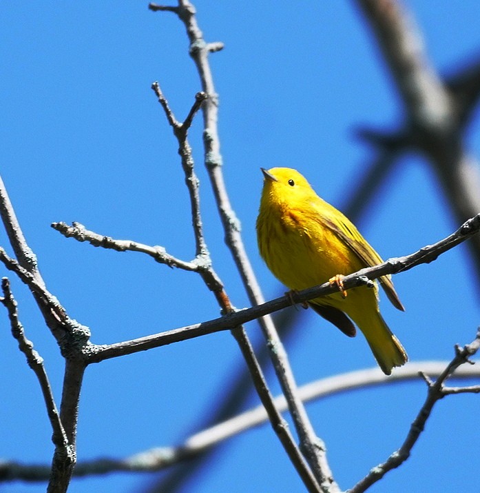 Yellow Warbler - Karin Isett