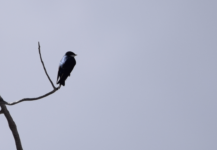 Tree Swallow - ML618938407