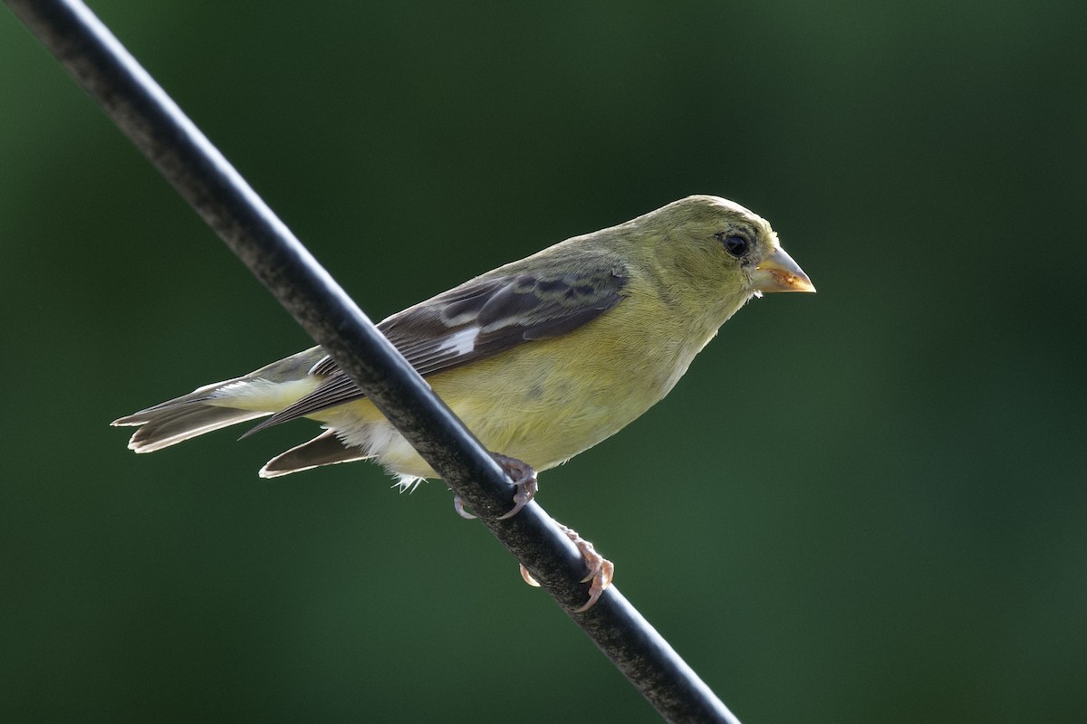Lesser Goldfinch - Santiago Dueñas Trejo
