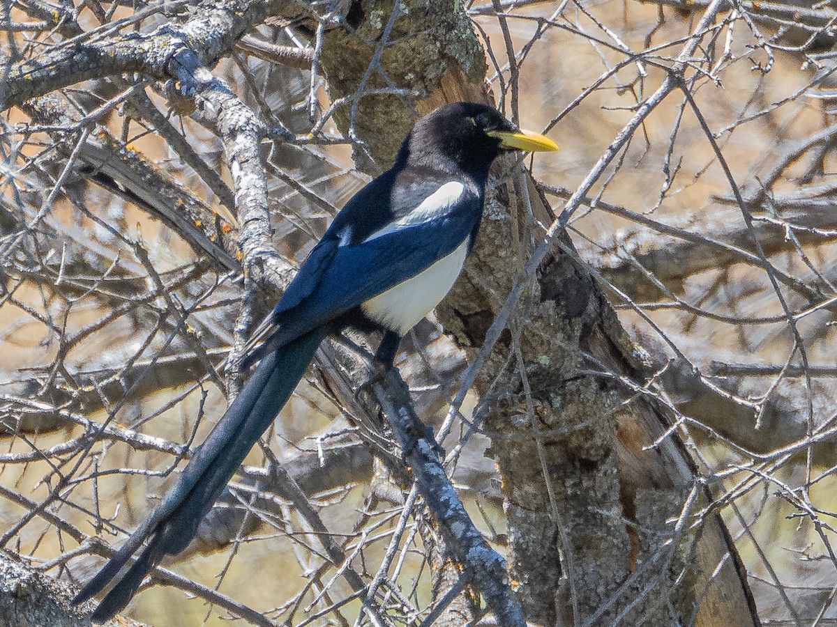 Yellow-billed Magpie - Al Chase