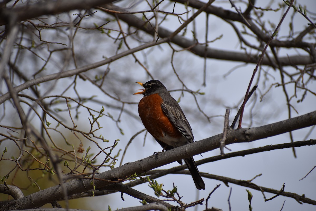 American Robin - Caitlyn Oliver Brown