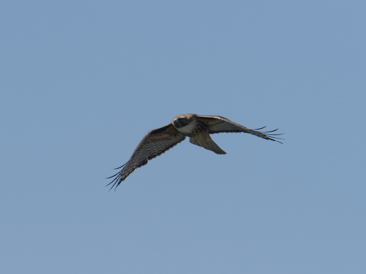 Red-tailed Hawk - ML618938486
