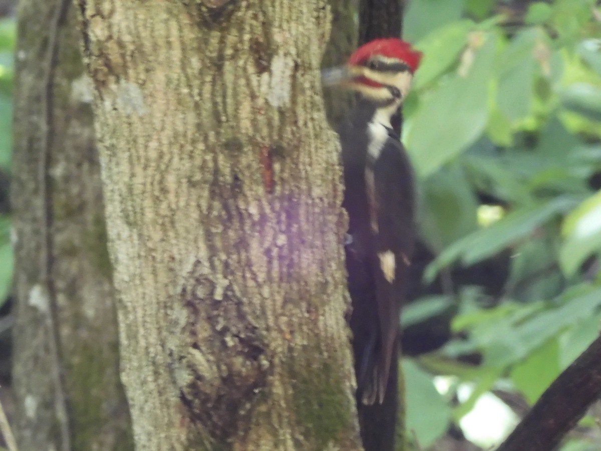 Pileated Woodpecker - Nancy Bruce