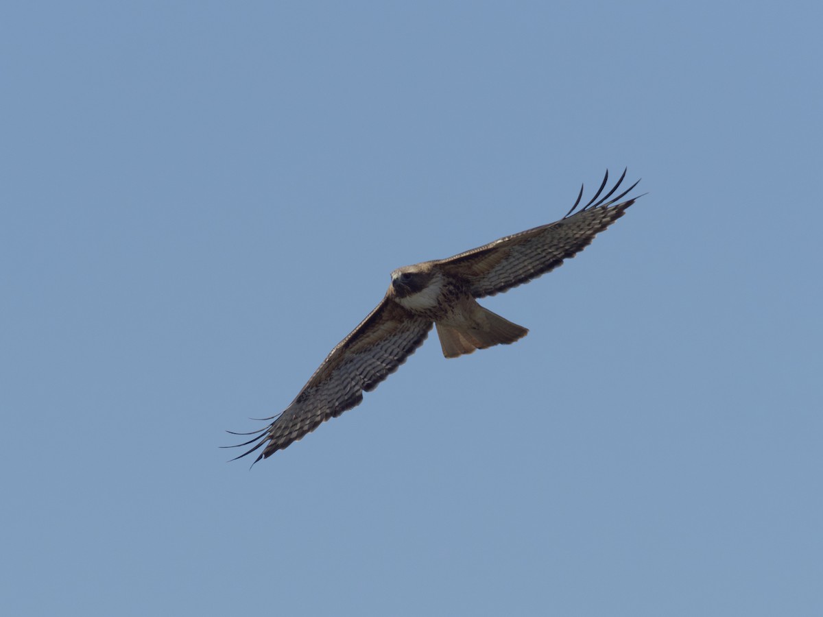 Red-tailed Hawk - ML618938491