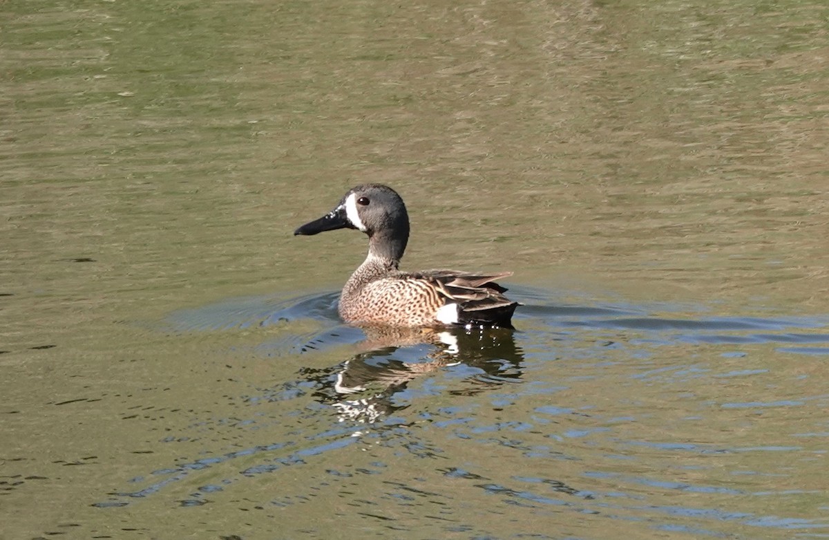 Blue-winged Teal - ML618938504