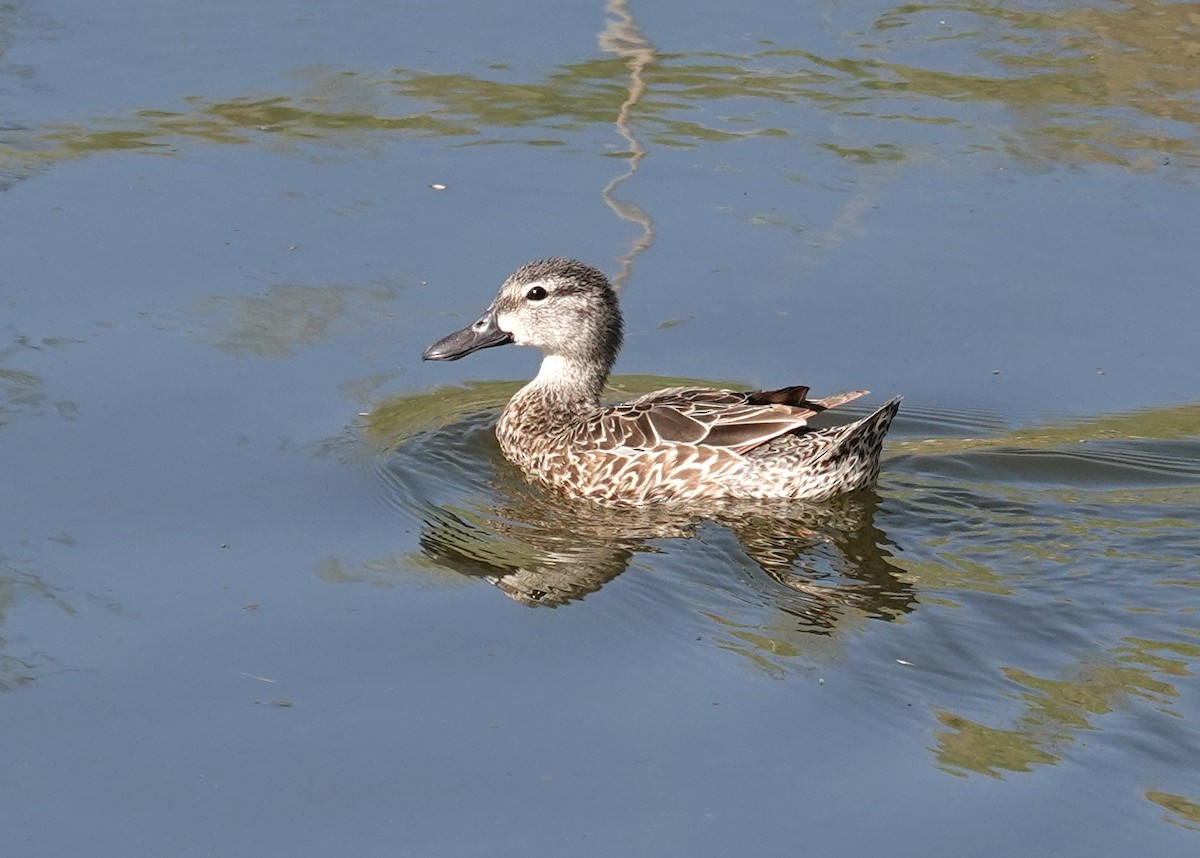 Blue-winged Teal - ML618938509