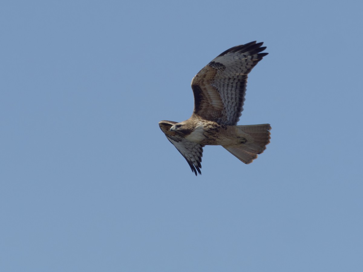 Red-tailed Hawk - ML618938529